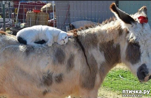 ���� 3: ����������� �� �������������. ���� � ������ �.2