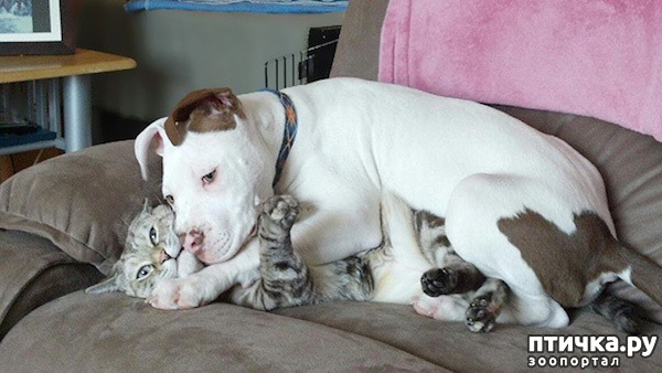 ���� 4: ����������� �� �������������. ���� � ������ �.2