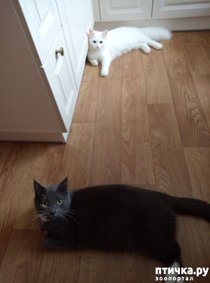 ����: ��� ��������