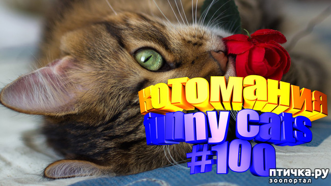 фото 1: Смешные коты | Приколы с котами | Видео про котов | Котомания #100