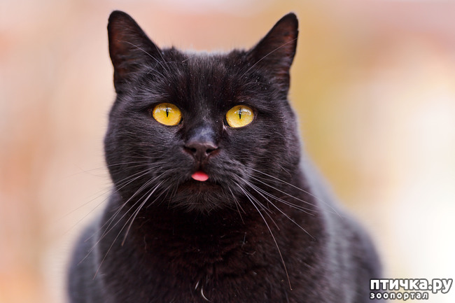 ���� 1: ������� �����