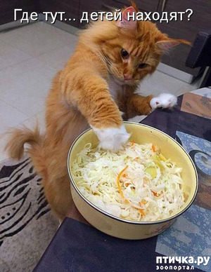 ����: ������� �����