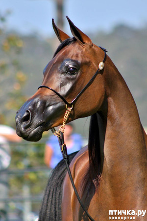 фото: Арабская лошадь - легендарная восточная красота