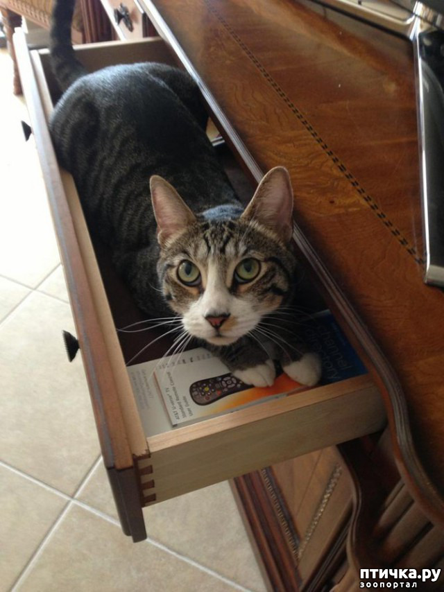 ���� 1: ����������� �� ����: 