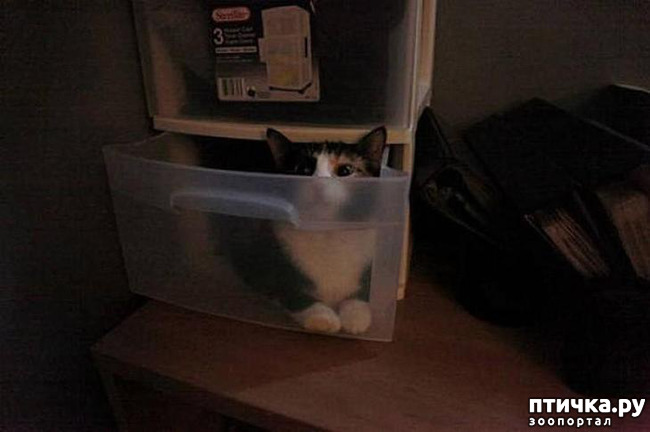 ���� 6: ����������� �� ����: 