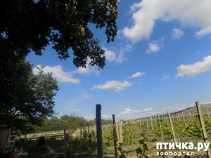 фотография: О том, о сём... фото: О том, о сём...