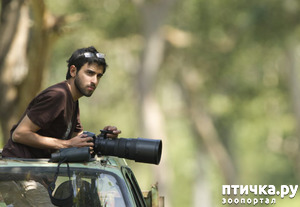 фотография: Дикая красота крупных кошек фото: Дикая красота крупных кошек