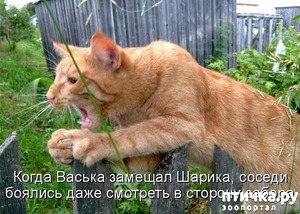 фотография: — Шарик, ты это - не молчи, голос иногда подавай! А то меня мало шугаются фото: — Шарик, ты это - не молчи, голос иногда подавай! А то меня мало шугаются