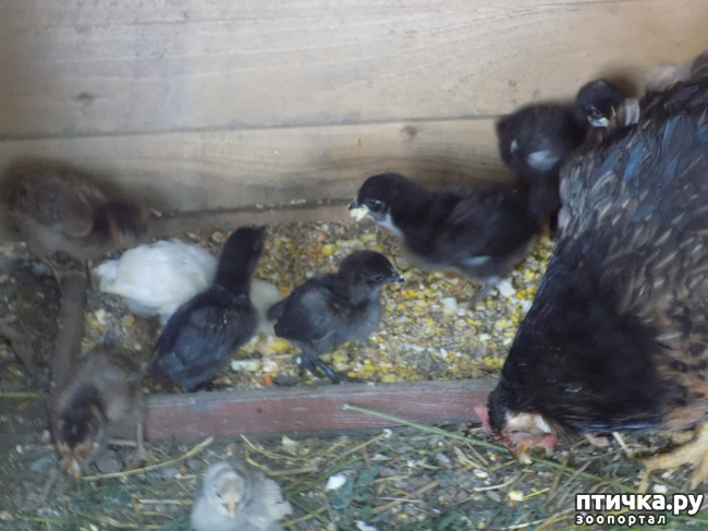 ���� 1: ����� ������������