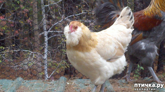 ���� 7: ����� ������������