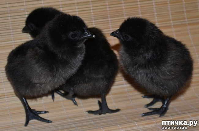 ���� 9: ����� ������������