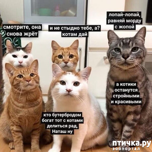 ����: ��������