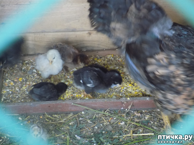 ���� 15: ����� ������������