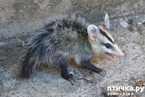 ����: �������. ����� ��� ������.