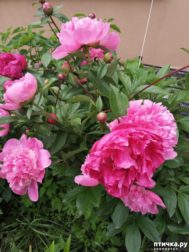 ���� 2: �����. ��� �������� ����������-2