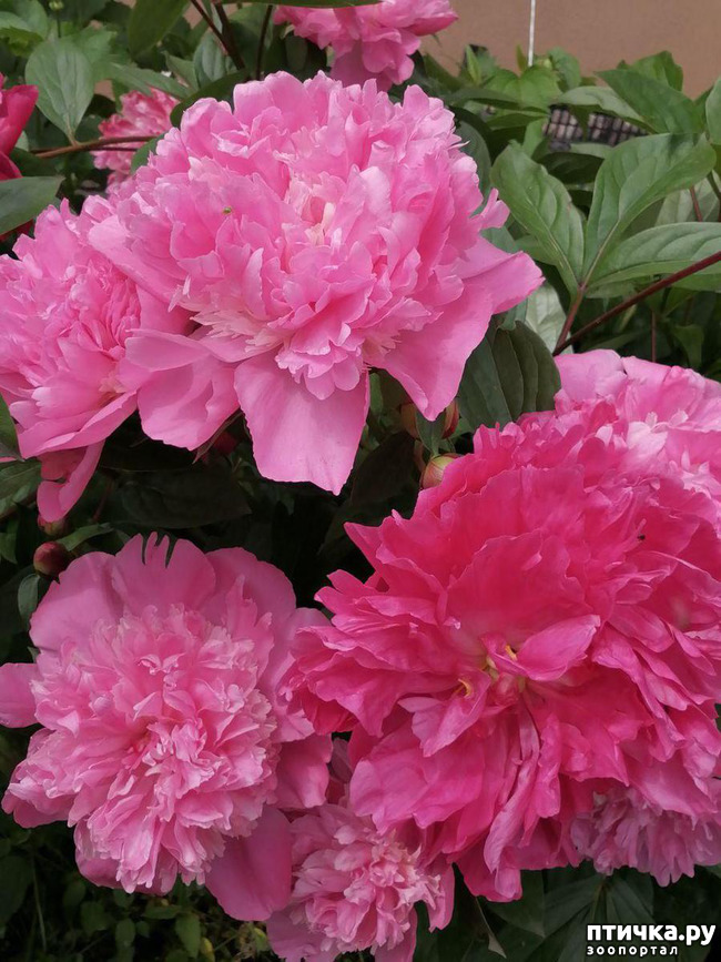 ���� 4: �����. ��� �������� ����������-2