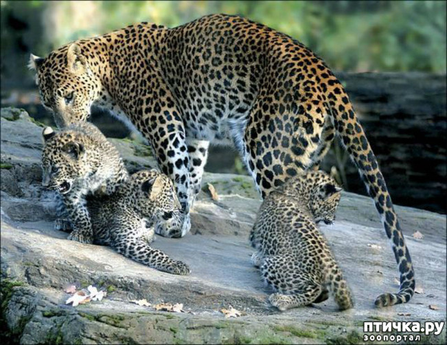 ���� 9: ����������, �� ����.