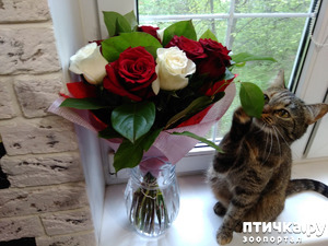 ����: ������.