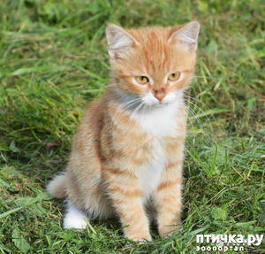 ����: ��� �� ������� ����