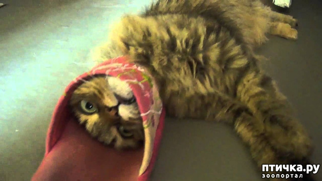 ���� 4: ������� ������ ��������...