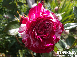 ����: ������� ��� ���������