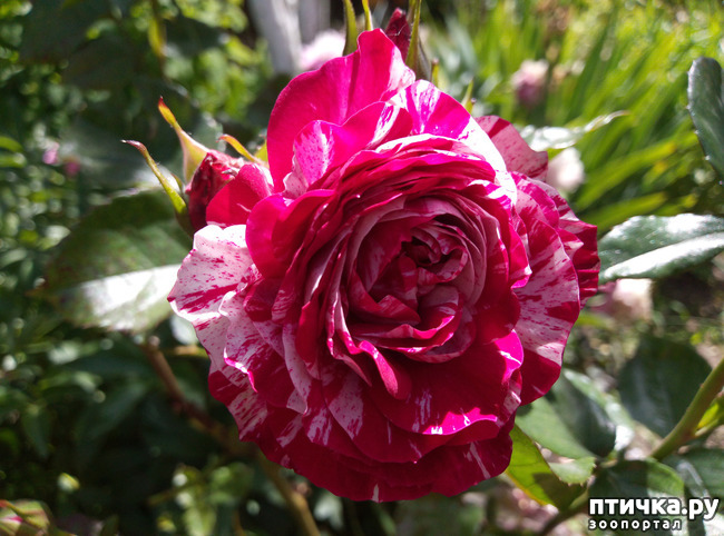 ���� 1: ������� ��� ���������