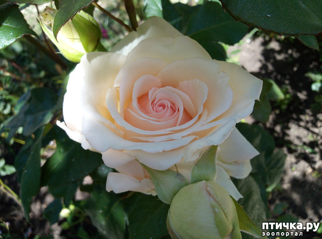 ���� 5: ������� ��� ���������