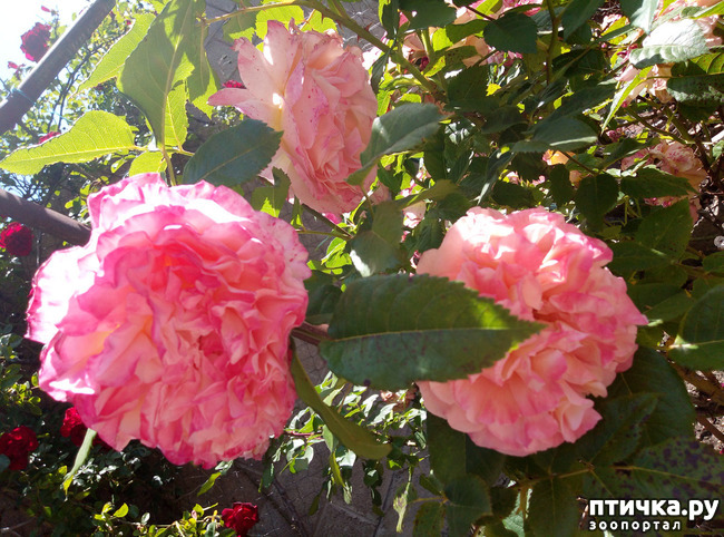 ���� 8: ������� ��� ���������