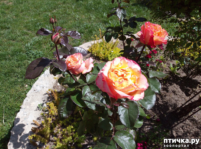 ���� 13: ������� ��� ���������