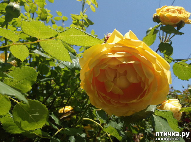 ���� 16: ������� ��� ���������