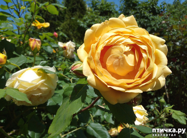 ���� 17: ������� ��� ���������