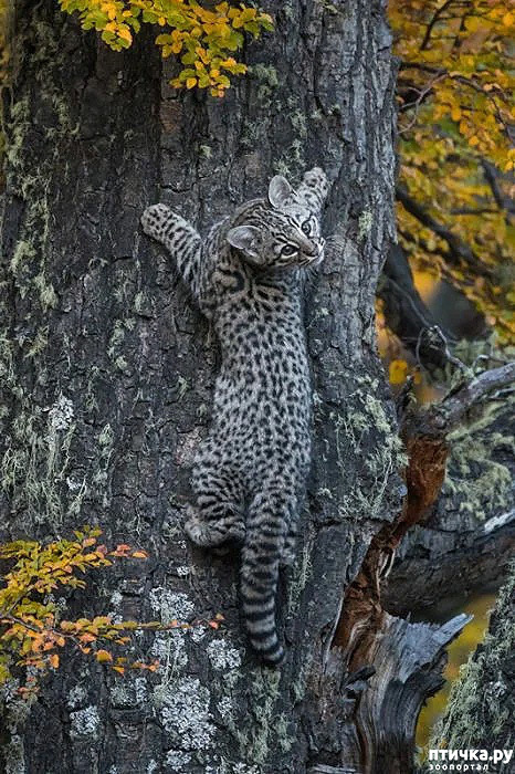 ���� 9: ����� �������