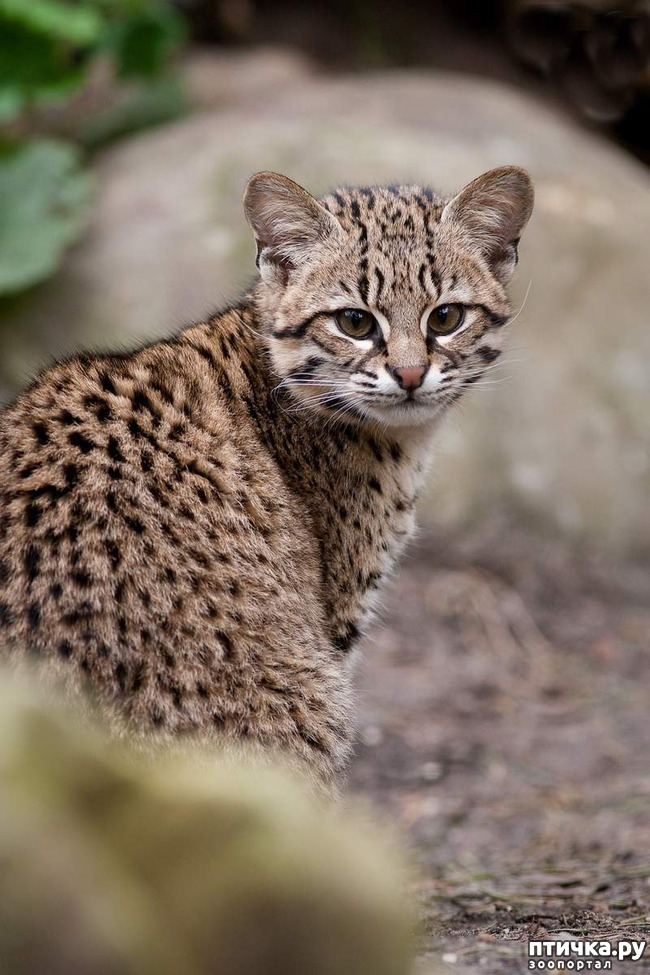 ���� 11: ����� �������