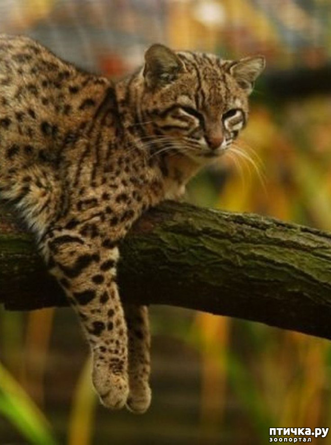 ���� 5: ����� �������