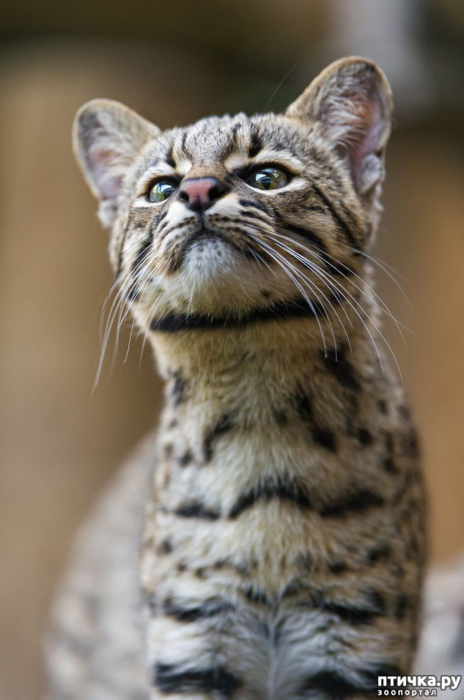 ���� 6: ����� �������