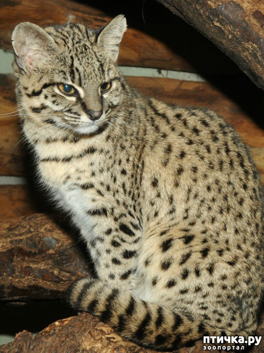 ���� 3: ����� �������