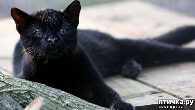 ���� 4: ����� �������