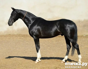 фото: Ахалтекинские лошади: таинственные аргамаки