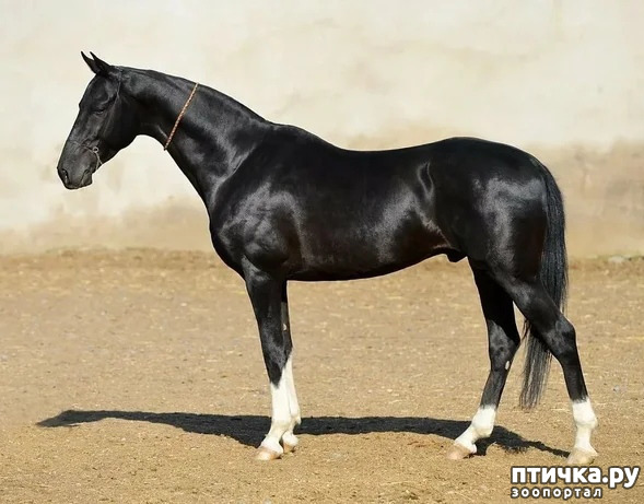 фото 1: Ахалтекинские лошади: таинственные аргамаки