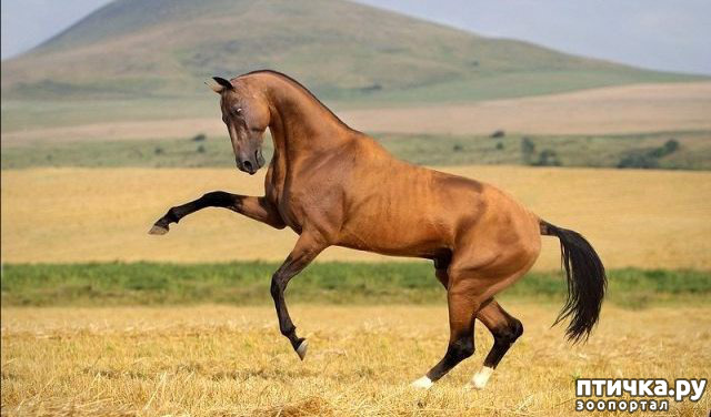 фото 2: Ахалтекинские лошади: таинственные аргамаки