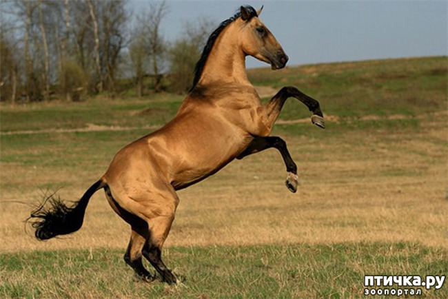 фото 4: Ахалтекинские лошади: таинственные аргамаки