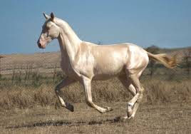 фото 3: Ахалтекинские лошади: таинственные аргамаки