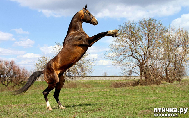 фото 5: Ахалтекинские лошади: таинственные аргамаки