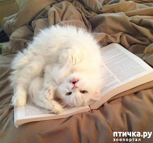 ����: � ���� ����� ����� ������?