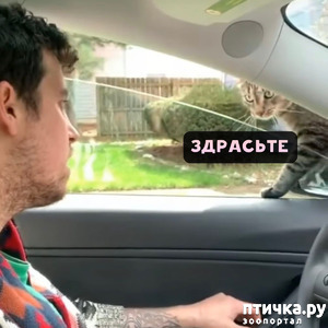 ����: ��������