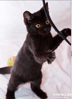 ����: ������� ����� 4-4,5 ��� � ��������� ������� �������