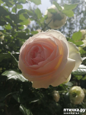 ����: ��� ���������