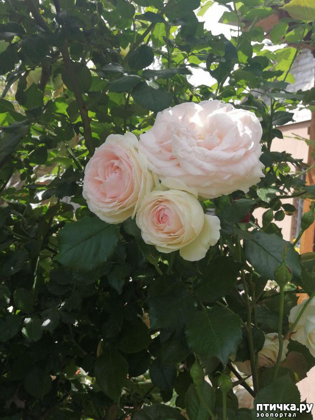 ���� 2: ��� ���������