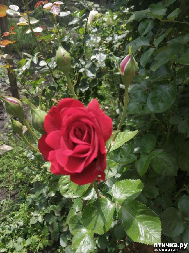 ���� 3: ��� ���������