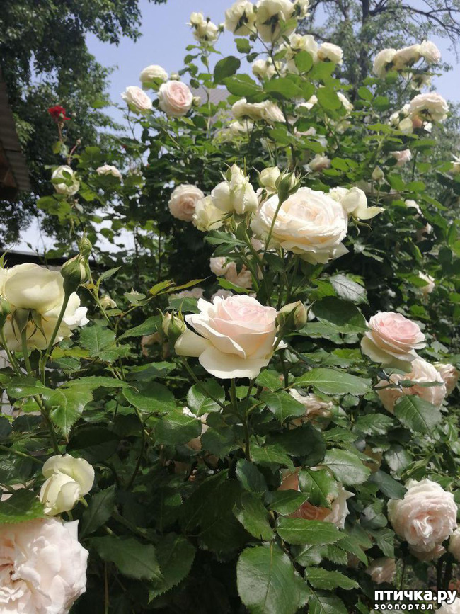 ���� 8: ��� ���������